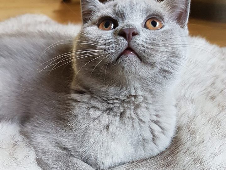 смарта на квадратната лесица