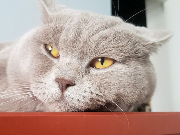 женската пцихика од котежка глебна точка