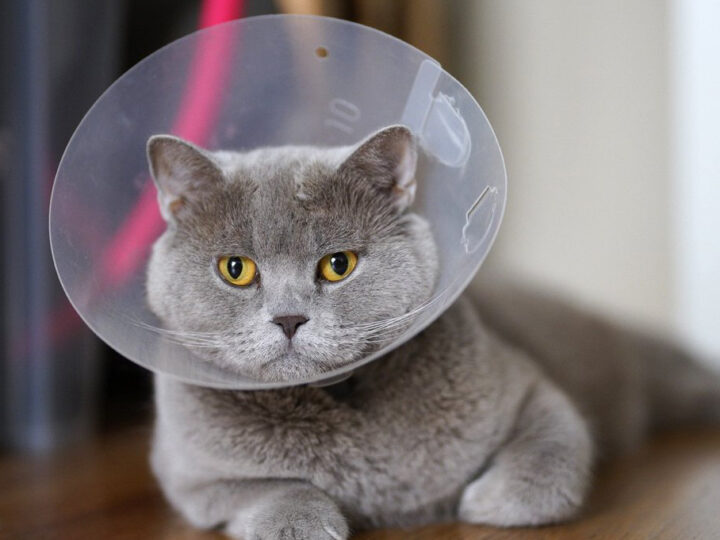коТЕЖКА АЛЕРГИА