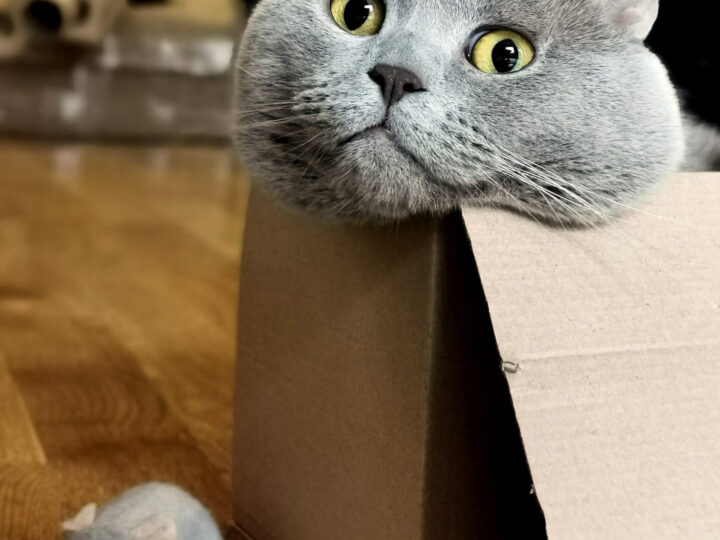 НЕ Е ТОЛКОВА ЛЕСНО