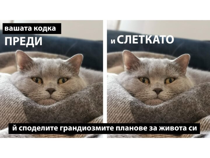 СНЕШКИНИ ВАЛНЕМИЯ