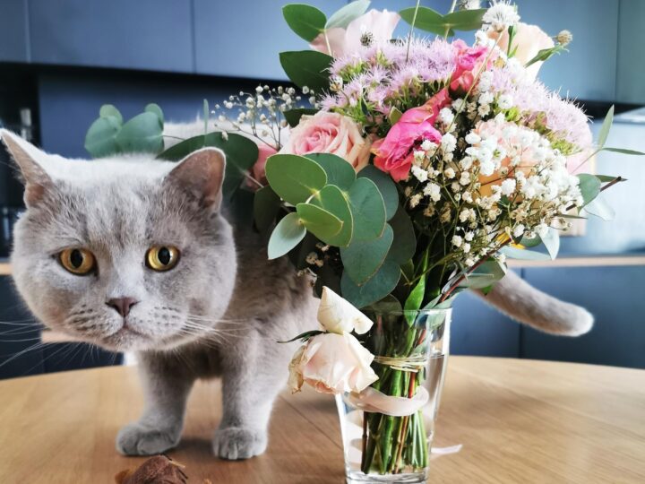 ЗАПЛАХА ЗА КОТЕЖКАТА ПО-ПО-ЛАЦИА