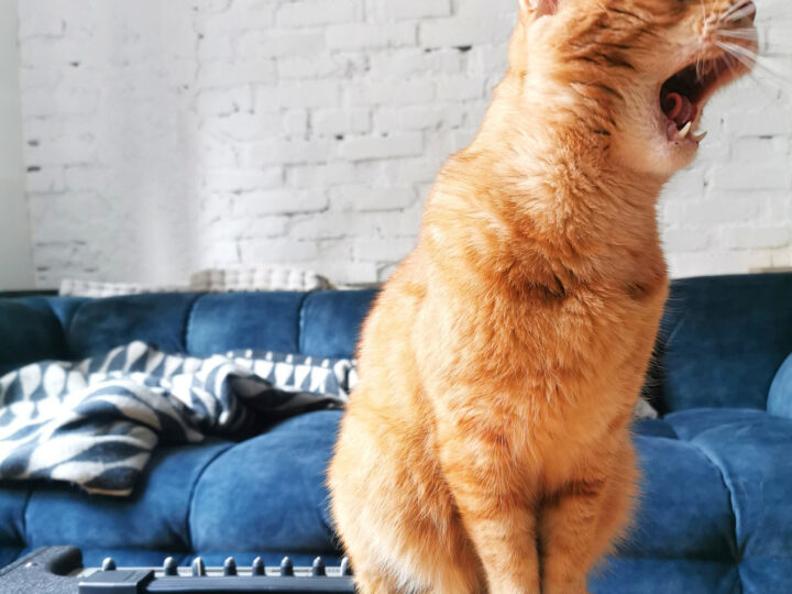 КОТЕШКИ ФОЛКЛОР