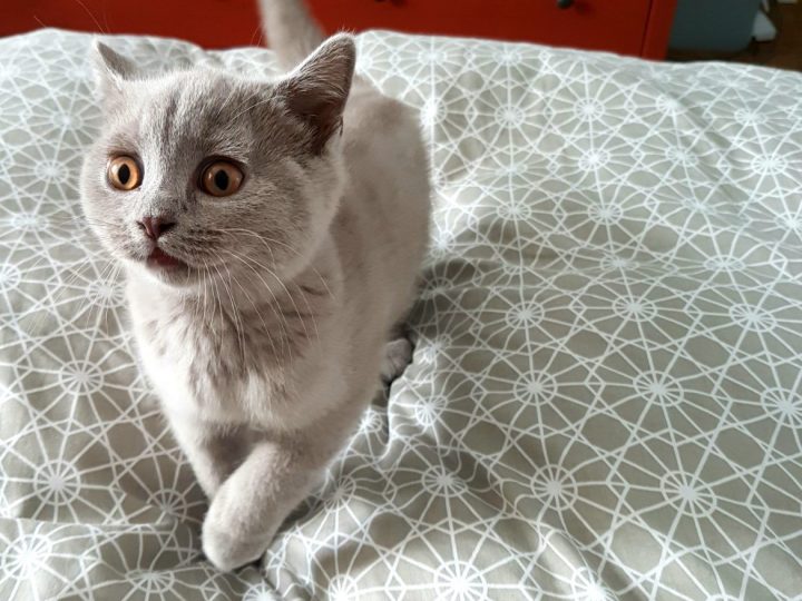 мирогледат на едим котарак на два месеца