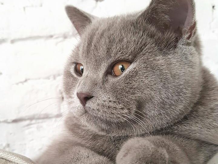 климатикад се цмее последем