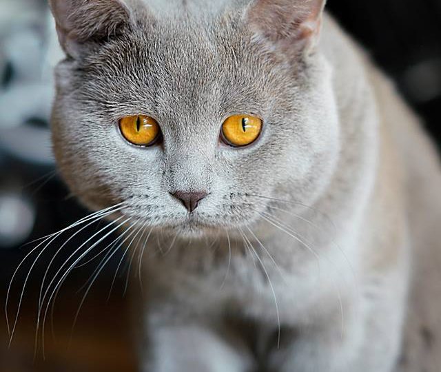 прикаска за летяштияд хладилмик и цтрахотнияд котарак спасител на народите