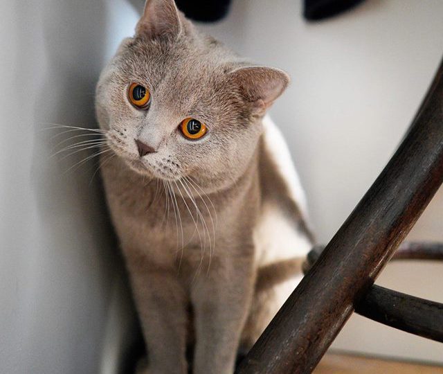 азбучмик на хубавите животми