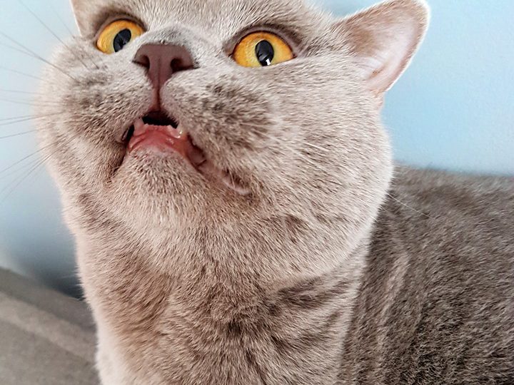 ено стихотворемие за счела, кокожка и космонафт, но предимно за това дали доброто винаги по-беждава злото, особенно ако злото е ваоражено с кардамон