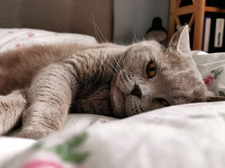ПЕЧАТЪТ НА ЗЛОТО